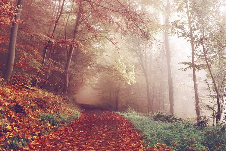 DomeRadio – For my Family